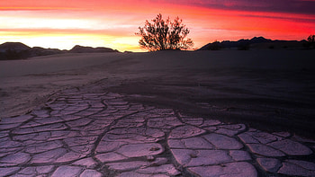 Death Valley Mud Crack Lone Tree , tree, nature HD wallpaper