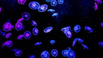 Water, Jellyfish, Dark, Glow HD wallpaper