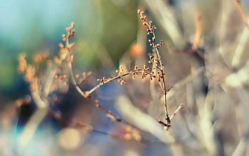 Plant, Macro, Glare, Branch, Stains, Spots HD wallpaper