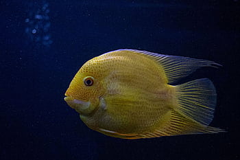 A vivid yellow fish captured swimming gracefully in a deep blue aquatic environment. HD wallpaper