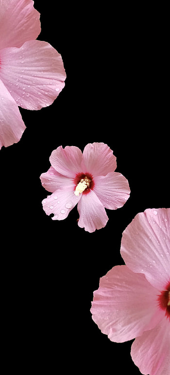 flower, floweramoled, amoled, blackandpink, pinkflower, black HD phone wallpaper