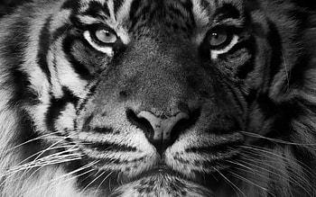 Tiger, animal, white, black, skin, face, bw HD wallpaper