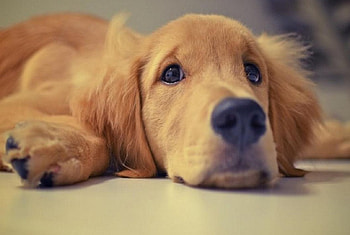 Cute Puppy, sweet, dog, puppy, animals, cute HD wallpaper