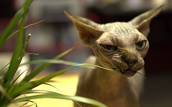 Animals, Grass, Sphinx, Cat, Muzzle, Wrinkles HD wallpaper