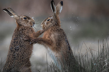 Boxing, Hares HD wallpaper