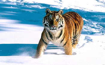 Animals, Snow, Predator, Tiger, Run, Run Away HD wallpaper