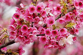***, m, ol, ik, z HD wallpaper
