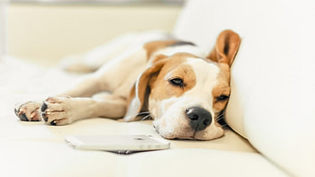 Beagle , dog, puppy, graphy, cute, beagle HD wallpaper