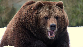 Large bear in motion, Wildlife graphy at its finest, Powerful presence, Nature's beauty HD wallpaper