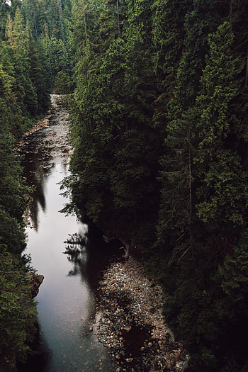 Nature, Rivers, Trees, Stones, Forest, Fir, Spruce HD phone wallpaper