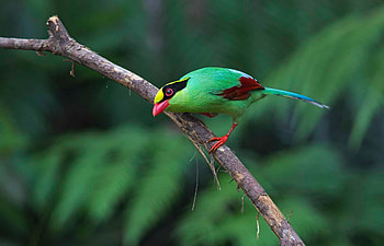 Green cissa, branch, cissa, bird, green, pasare, cute HD wallpaper