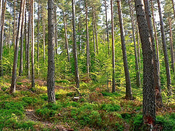 Forest in Cevennes, Aigoual Mountain, trees, brush, forest, light HD wallpaper