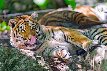 Animals, Muzzle, Predator, Tiger, Language, Tongue, Wash Up, Wash HD wallpaper