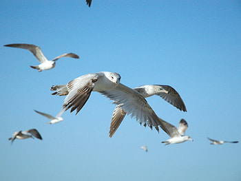 SEAGULLS, sky, birds, animals HD wallpaper