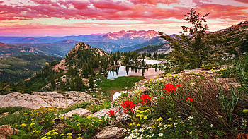 Silver Glance Wildflowers, Wasatch Mountains, Utah, lakes, sunse, blossoms, clouds, landscape, sky, mountains, usa, colors HD wallpaper