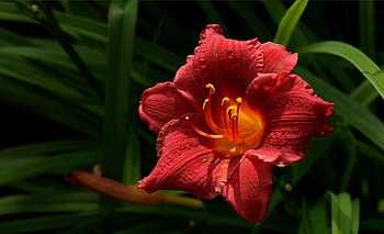 Lily, Flowers, Nature, Petals, Red HD wallpaper