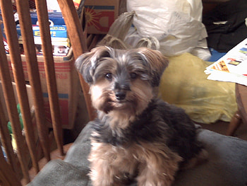 Sunny the dog, companion, pet, family, lovable HD wallpaper