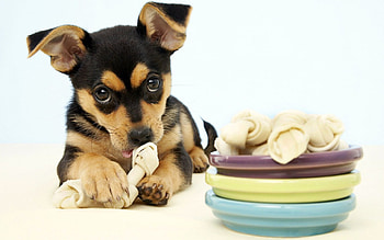 Dog, sweet, animal, dogs, cute, beautiful, puppys, puppy, pretty, animals, lovely HD wallpaper