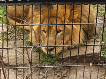 Leo the Lion, animal, lion HD wallpaper