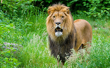 African Lion, animal, african, cat, lion HD wallpaper