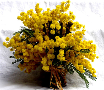 yellow mimosa, mimosa, nature, , yellow HD wallpaper