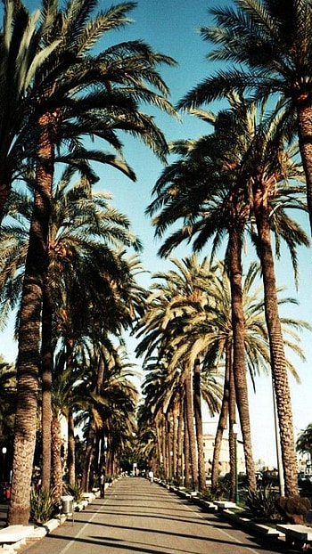 Beverly Hills, Tree , Best tree backgrounds HD phone wallpaper