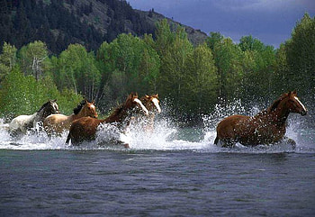 Horses in Water, cool, in water, horses HD wallpaper