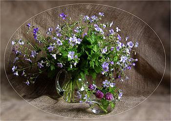 wild flowers, blue, still life, pitcher, glass, flowers, wild HD wallpaper