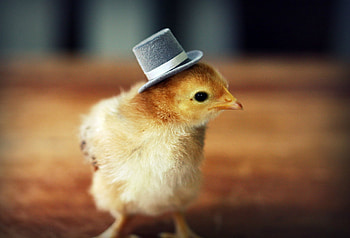 Animals, Chicks HD wallpaper