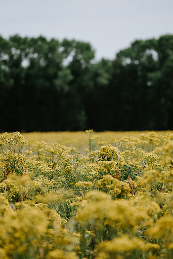 Nature, Flowers, Field HD phone wallpaper