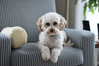 Cute Cavapoo puppy lounging on a striped chair in a cozy room setting. HD wallpaper