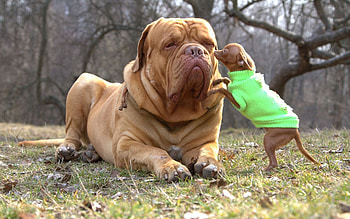 Animals, Dogs HD wallpaper
