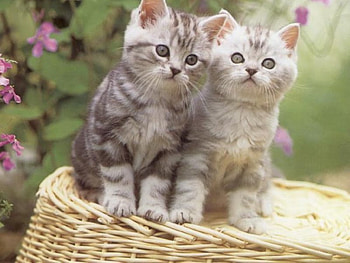 Kittens, cats, funny HD wallpaper
