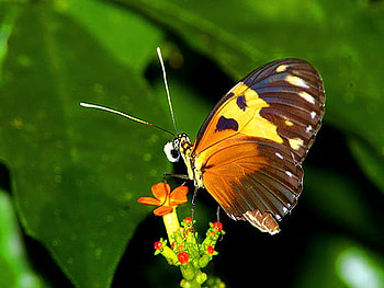 Autumn wings, white, black, leaves, butterfly, yellow, green, colors, orange HD wallpaper