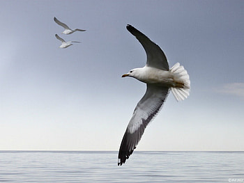 The lonely flyer, flying, bird, ocean, seagul HD wallpaper