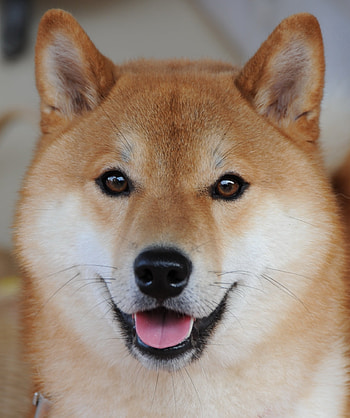 Hokkaido Dog, Ainu dog, High quality HD phone wallpaper