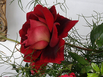 Piros rose, rose, kert, szep, virag, noveny HD wallpaper