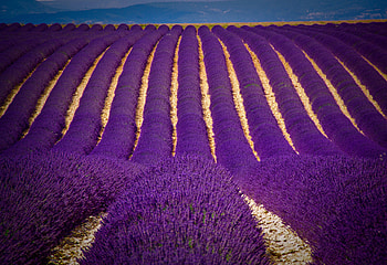 Carpet of Lavender, horizon, graphy, , colors, agriculture, lavenders, scenery, , , lines, fullscreen, beije, scene, plantation, landscape, purple, carpet, hop, violet, view, fields, nature, sky HD wallpaper