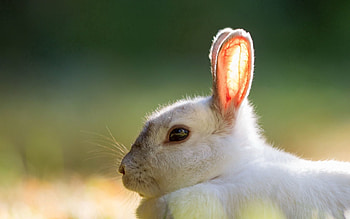 Animals, Background, Summer, Rabbit HD wallpaper