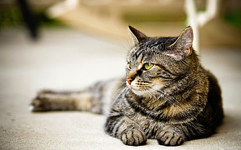 Animals, Cats HD wallpaper