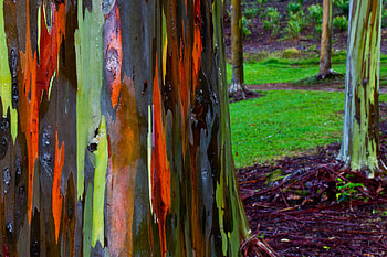Rainbow eucalyptus, Tree, Nature HD wallpaper