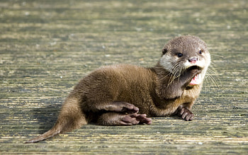 Baby, Otter HD wallpaper