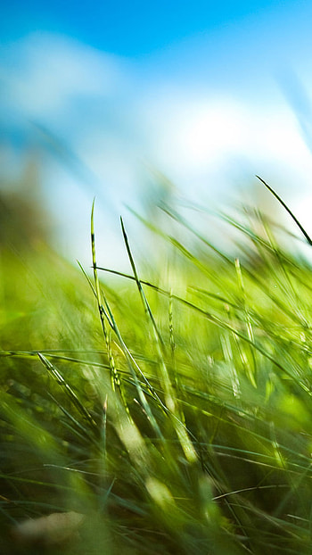 Nature Sunny Blue Sku Green Grassland Field HD phone wallpaper