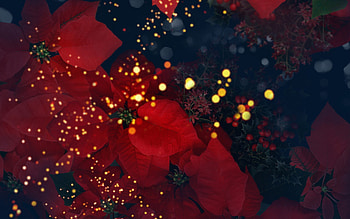 Poinsettia , High-quality ry HD wallpaper