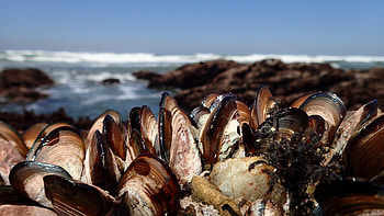 Shellfish reefs, Marine biodiversity, Underwater habitat, Ecosystem restoration HD wallpaper