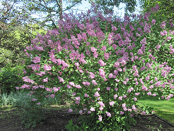 Flowers in Downtown 46, Lilacs, pink, graphy, green, trees, Flowers, fields HD wallpaper