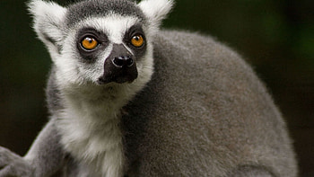 Animals, Muzzle, Eyes, Lemur, Nose, Wool HD wallpaper