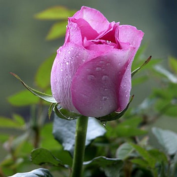 bud, rose, drops, pink HD wallpaper