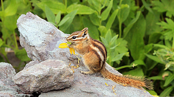 Chipmunk, Animals, , Background HD wallpaper