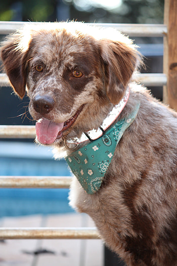 Prince William County, Fancy the pet, Australian Shepherd, Adoption opportunity HD phone wallpaper